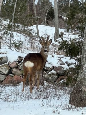 Mysig stuga med lantligt läge - Bild 9
