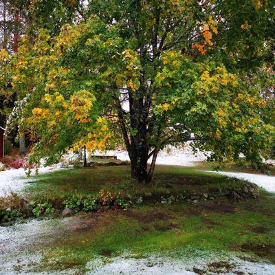 Torp i skogen med högt, tyst & soligt läge - Bild 55