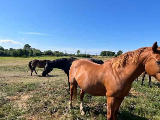 Weekend i Stallet – historisk charm, hav och natur - Bild 18