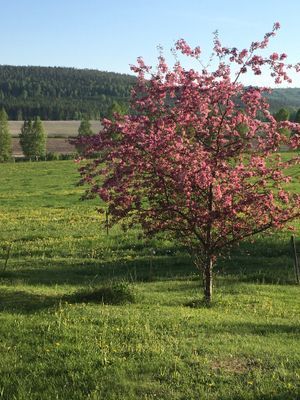 Mitt i vackra Hälsingland - Bild 9