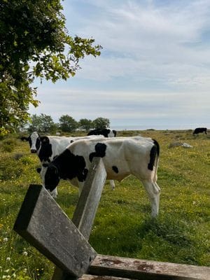 Stuga vid Össby med havsutsikt och enskilt läge - Bild 27