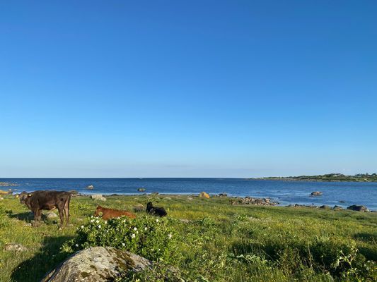 Strandnära hus i vackra Varberg - Bild 46