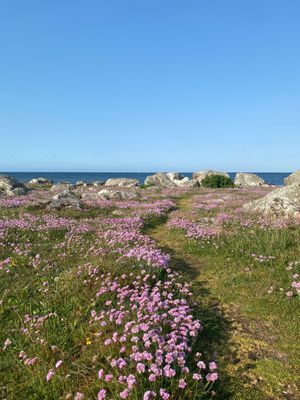 Strandnära hus i vackra Varberg - Bild 42