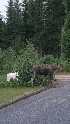 Stuga nära Klarälven Brattmon Sysslebäck - Bild 5