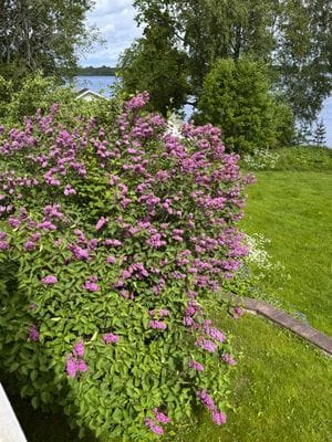 Eget gästhus på sjötomt - Bild 12