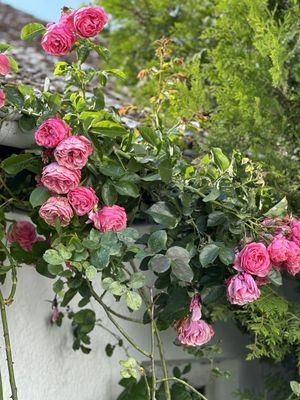 En gårdsdröm invid Sveriges sydligaste spets - Bild 22