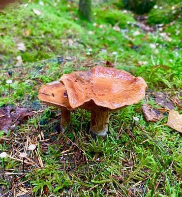 En pärla mitt ute i skogen intill en sjö. - Bild 21