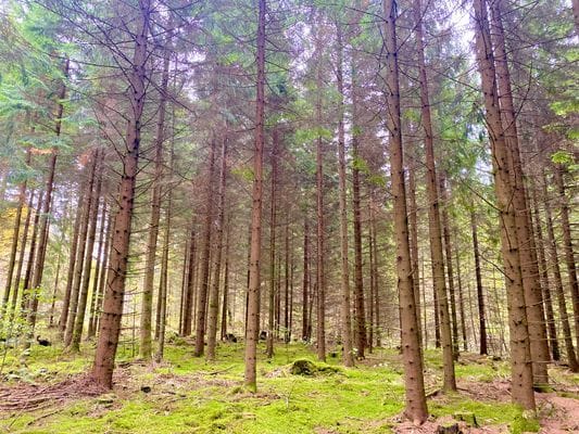 En pärla mitt ute i skogen intill en sjö. - Bild 18