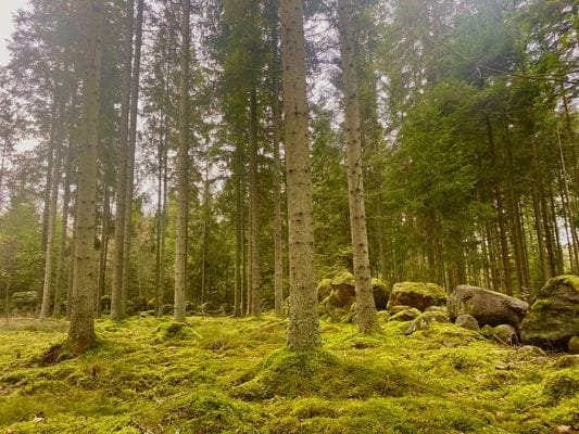 En pärla mitt ute i skogen intill en sjö. - Bild 5