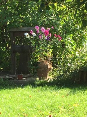 Mitt i vackra Hälsingland - Bild 10