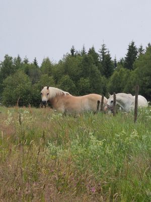 Kålgårdsstugan - Bild 19
