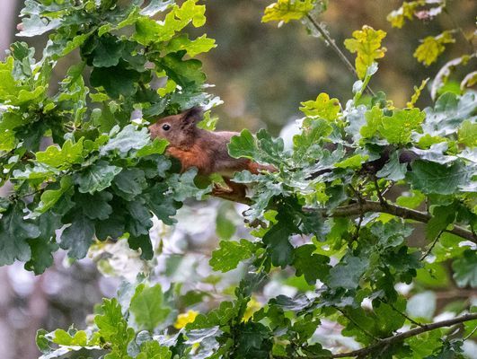 Stuga mitt i skogen - Bild 12