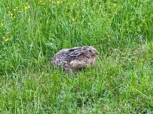 Ett torp i Sörmland med karaktär - Bild 7