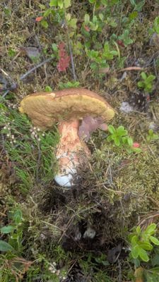 Mysig stuga i Särna, toppen för aktiviteter... - Bild 35