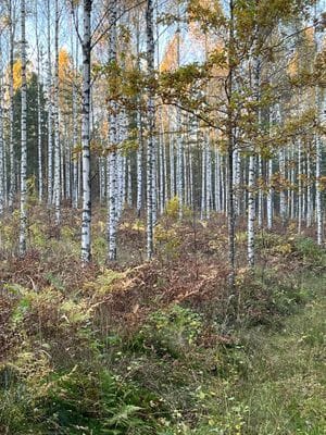Ett torp i Sörmland med karaktär - Bild 24