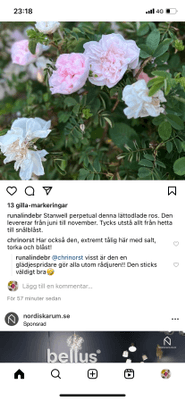 Nyrenoverat hus i charmiga Torekov - Bild 7