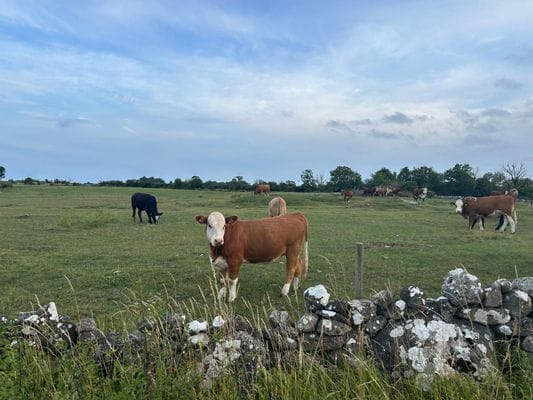 Nyinrett gårdshus i Hamra - nära hav och natur - Bild 17
