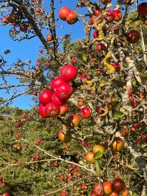 Nyinrett gårdshus i Hamra - nära hav och natur - Bild 19