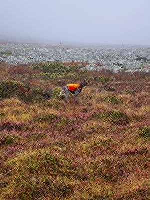 Stuga i Högvålen, Sveriges högst belägna by - Bild 27