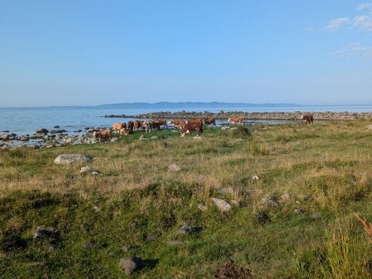 200m från havet i nyrenoverat gästhus. - Bild 17