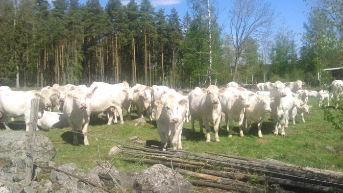 Mysigt hus nära havet, Kalmarsund - Bild 22