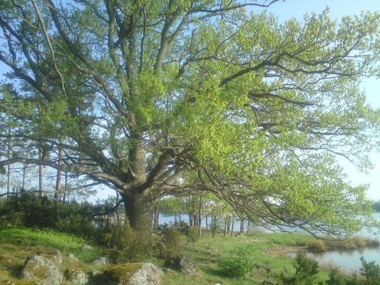 Mysigt hus nära havet, Kalmarsund - Bild 12