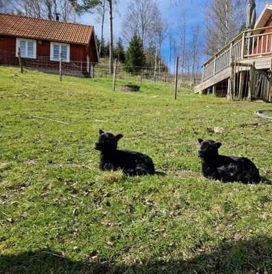 Lantlig stuga med utsikt - Bild 5