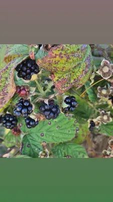 Stuga Trummenäs Udde 12000,-/v - Bild 4