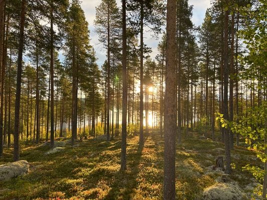 Rejäl off‑grid timmerstuga vackert belägen vid sjö - Bild 13