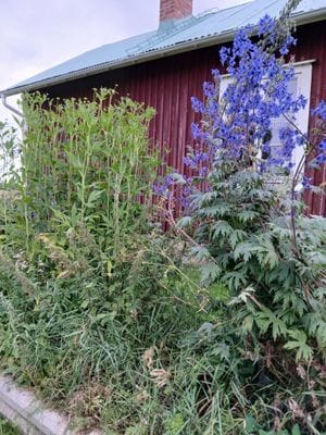 Mysig stuga i allmogestil, Sandnäset nära Luleälv. - Bild 28