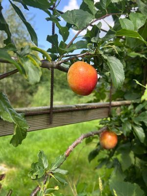 Frukt i trädgården