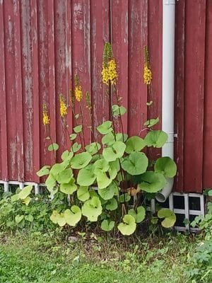 Mysig stuga i allmogestil, Sandnäset nära Luleälv. - Bild 22