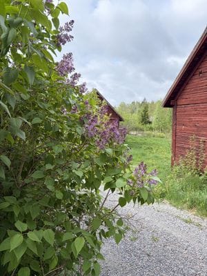 Äldre charmigt hus med stor trädgård - Bild 7