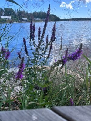 Idylliskt sommarhus på ö i skyddad skärgårdsmiljö - Bild 12