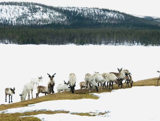 Renar på tomten - Valborg