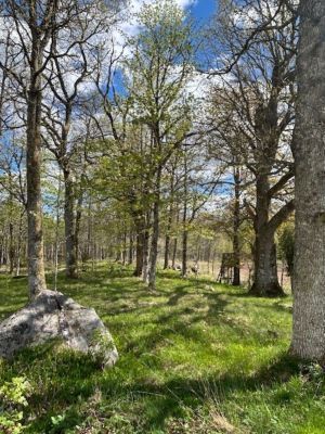 Mysigt fritidshus nära sjöarna Kösen och Bolmen - Bild 32