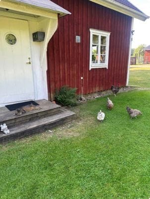 Mysig stuga på gård med bastu & eldplats - Bild 3