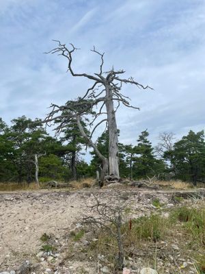 Stuga Öland Havsutsikt - Bild 22