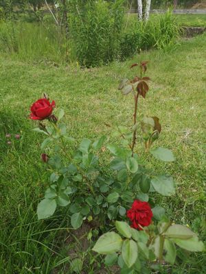 Välkommen till ditt småländska smultronställe ! - Bild 20