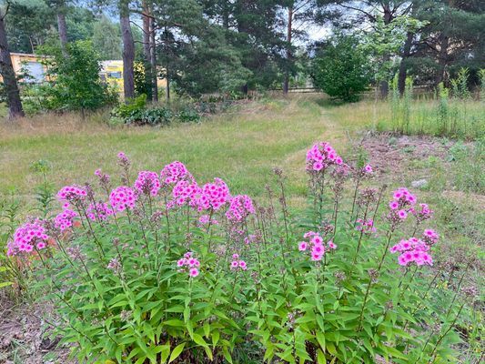 Välkommen till ditt småländska smultronställe ! - Bild 21