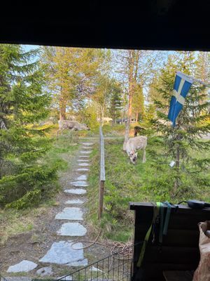 Gången upp till vägen på sommarhalvåret (med renar!)