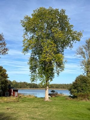 Enkelt boende i vår "Drängstuga" på Svedens gård - Bild 18