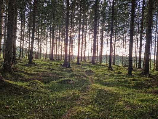 Nackeloftet - en mysig timmerstuga i Dalsland - Bild 27