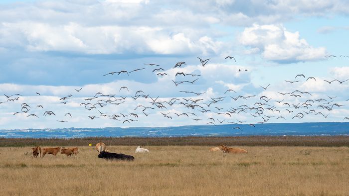 Morgondoppet - Bild 42