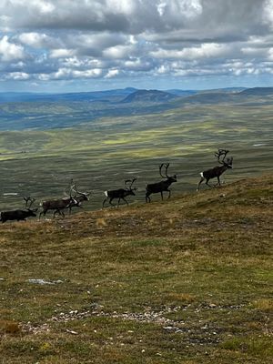 Fin stuga i Bruksvallarna - skiin/out - Bild 13