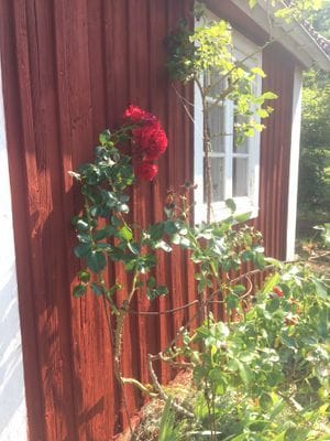 Mysig stuga på Öland nära bron - Bild 11