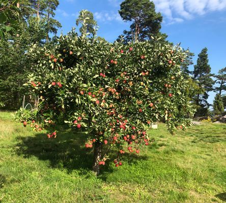 Käringholmen Gränö, Sjötomt, strand, naturnära - Bild 30
