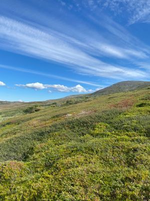 Härlig timmerstuga med ski in/ski out - Bild 19