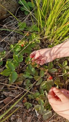 Nyrenoverad stuga med egen brygga - Bild 33