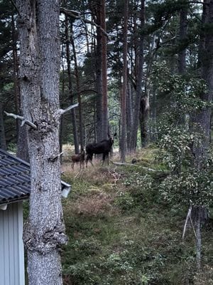Sommarstuga vid sjön på Vindö - Bild 18